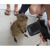 Селфи с quokka