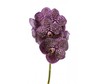 Орхидея/Фаленопсис в горшке