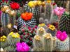 кактусы необычных форм/ цветущие