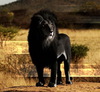 Увидеть черного льва