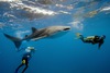 Поплавать с китовой акулой