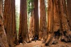 Sequoia National Park