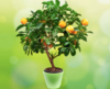 Лимонное или апельсиновое декоративное деревце