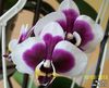Орхидея фаленопсис необычной расветки
