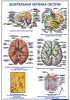 Плакат "Центральная нервная система" (490*650)
