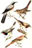 натуралистичные картинки с птицами