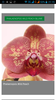 Орхидея Фаленопсис расцветка Wild Peach