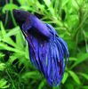 Фиолетовая бойцовая рыбка (Петушок // Betta)