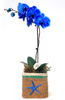 Орхидея Синяя