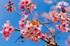 Увидеть цветущую сакуру