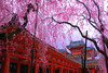 поездка в Киото на цветение сакуры (Ханами)