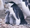 Побачити живого пінгвіна