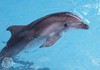 Поплавать с дельфинами в Москвариуме