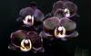 Орхидея доритенопсис Black Butterfly