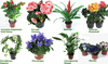 Цветущее комнатное растение