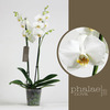 Фаленопсис (Phalaenopsis)