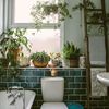 куча растений в ванной