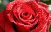 розы красные и живые