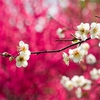 увидеть цветение сакуры