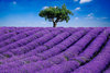 Lavender fields in TX