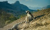 Поехать на Мадагаскар