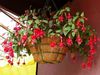 Fucsia for balcony