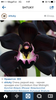 Черная орхидея.