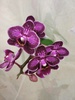 Орхидея в горшочке