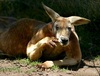 Покормить и погладить кенгуру