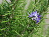 Rosemary plant