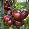 Black Krim tomato plant