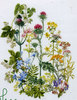 Набор для вышивания Thea Gouverneur "Herb Panel" (Лекарственные травы/Полевые цветы)