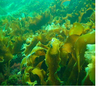 Ламинария (морская капуста, келп) – известная съедобная водоросль
