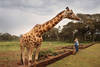 Кенийский центр жирафов