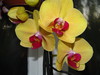 Желтая орхидея))