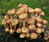 Выбраться в лес за грибами