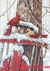 Cardinals on Sled (Кардиналы на санках) 08837 Dimensions