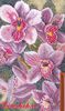 Любимые орхидеи 781 Hobby & Pro