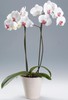 Орхидеи Фаленопсисы