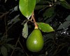 Плодоносящее дерево авокадо
