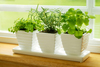 plant a kitchen herb garden