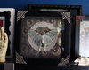 Mounted Luna Moth Taxidermy Display