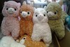 Alpacasso