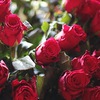 Red roses