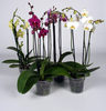 Орхидея PHALAENOPSIS и специальный горшочек для нее