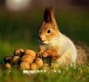 Найти больше способов пополнять "squirrel fund"