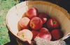 день на яблоках