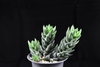 Haworthia coarctata N2