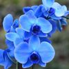 Синяя орхидея Фаленопсис