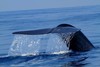 смотреть китов на Шри Ланке